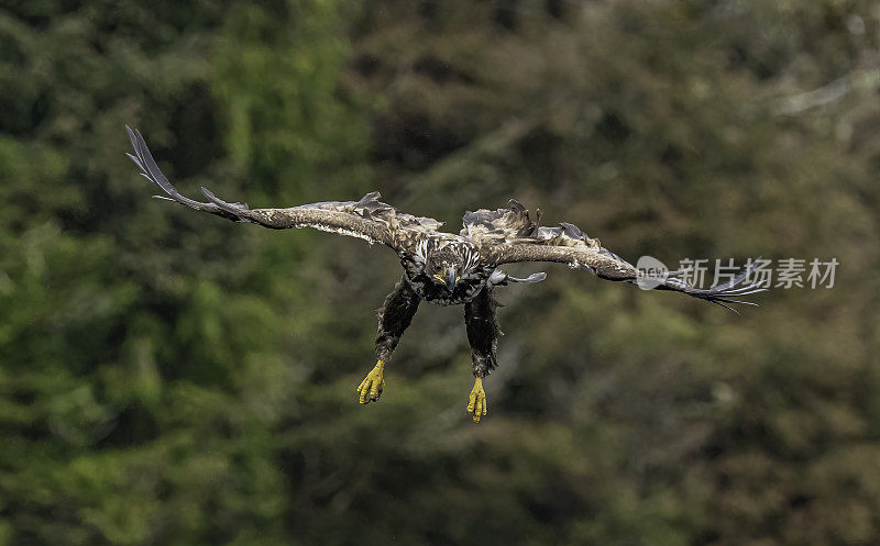 白头鹰(Haliaeetus leucocephalus)是一种发现于北美的猛禽。位于查塔姆海峡巴拉诺夫岛卡斯尼库湾的隐藏瀑布。阿拉斯加。一只飞翔和钓鱼的少年。